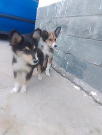 pascore scozzese collie lassy lessy 