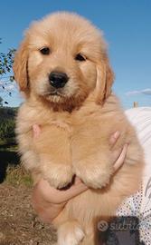 Cuccioli Golden retriever americani