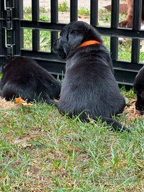 Cuccioli Labrador
