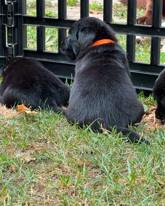 Cuccioli Labrador