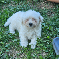 Cane barboncino maschio