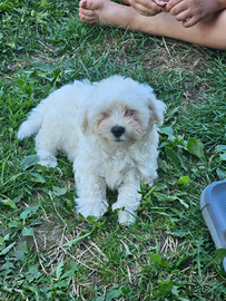 Cane barboncino maschio