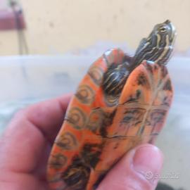 Pseudemis alabanesis