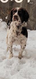 Cane da tartufi