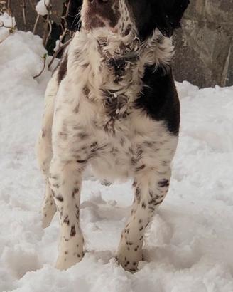 Cane da tartufi