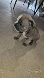 Bulldog francese mini blu