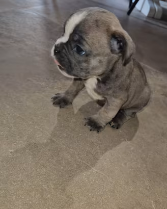 Bulldog francese mini blu
