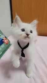 Cuccioli Ragdoll