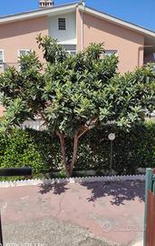 Terracina 200 MT dal Mare con giardino