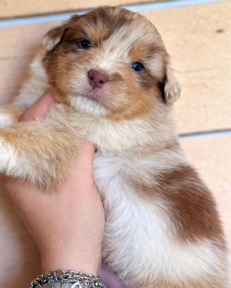 Pastore Australiano- Australian Shepherd