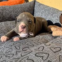 Pitbull Cuccioli