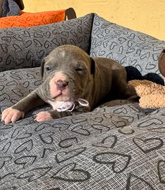 Pitbull Cuccioli