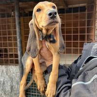 Cucciolo di segugio