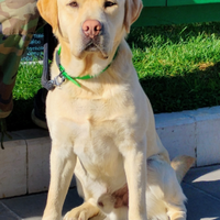 Labrador disponibile per monta