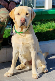 Labrador disponibile per monta