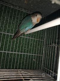 Inseparabili roseicollis