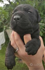 Mastino Napoletano X Presa Canario X Cane Corso