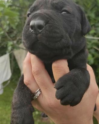 Mastino Napoletano X Presa Canario X Cane Corso