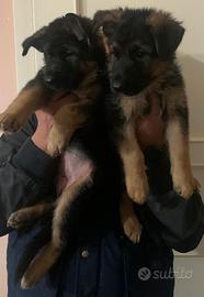 Cuccioli di pastore tedesco