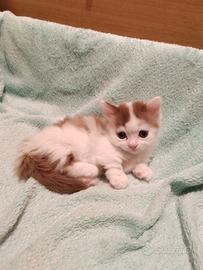 Munchkin, femminuccia