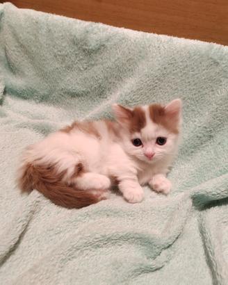 Munchkin, femminuccia
