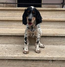 Cuccioli setter inglesi