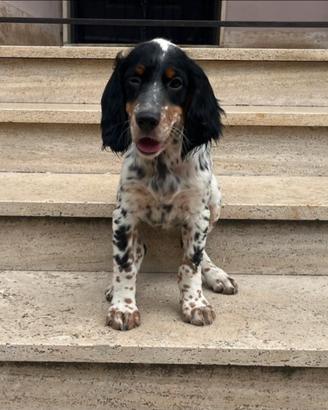 Cuccioli setter inglesi