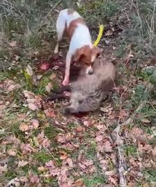 Breton disponibile per monte