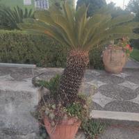 Cycas
