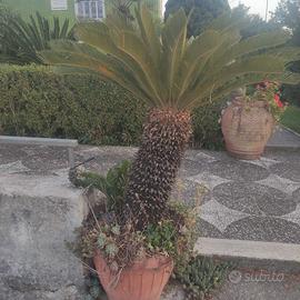 Cycas