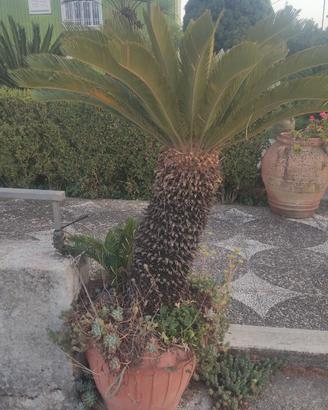 Cycas