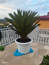 Cycas 