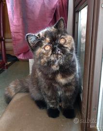 Exotic shorthair cucciola