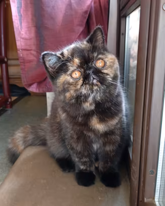 Exotic shorthair cucciola