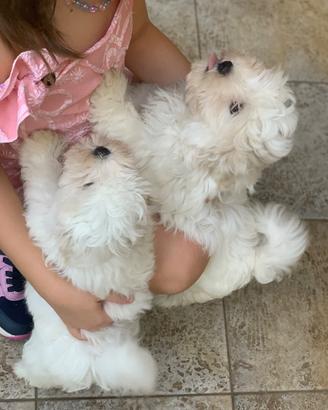Maltese femmina e maschio