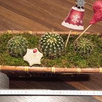 Composizione echinopsis