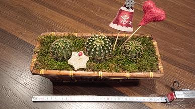 Composizione echinopsis