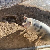 Razza incrocio petrain e large with