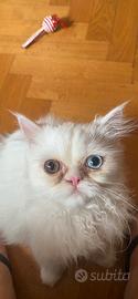 Gatto Persiano