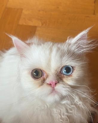 Gatto Persiano