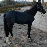 Puledra paint
