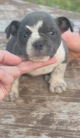 American bully