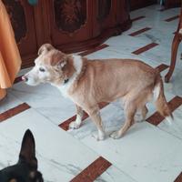 Una casa per le mie cagnoline