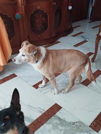 Una casa per le mie cagnoline