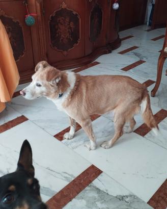 Una casa per le mie cagnoline