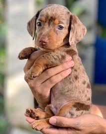 BASSOTTI NANI - BASSOTTO NANO MERLE cuccioli
