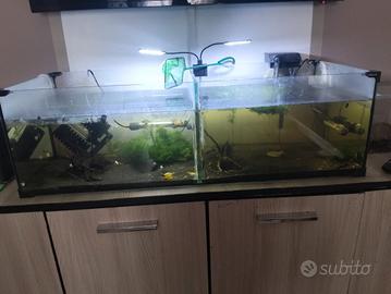 acquario 