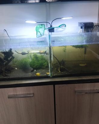 acquario 