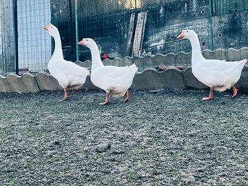 Pulcini oca lindovskaya