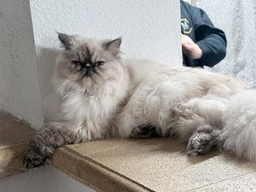 gatto blu point 8 mesi